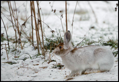 Snowshoe Hare