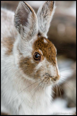 Snowshoe Hare