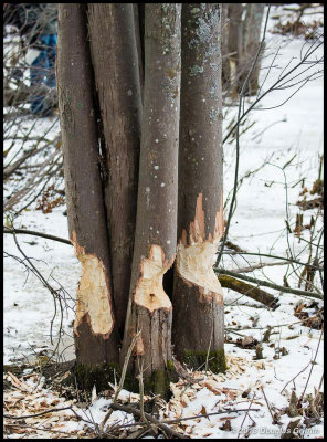 Beaver Activity