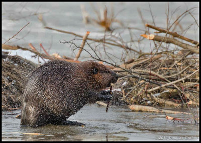 Beaver