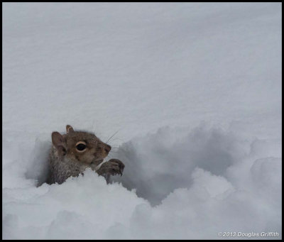 Eastern Gray Squirrel