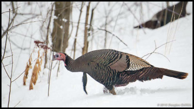 Wild Turkey (Eastern Male)