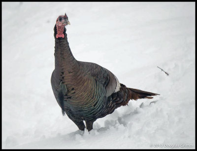 Wild Turkey (Eastern Male)