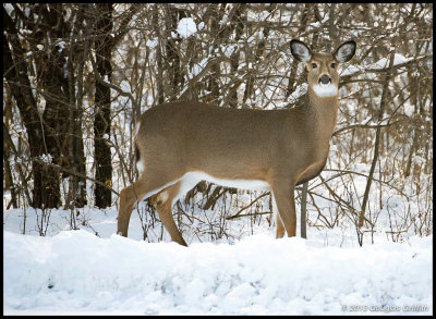 White-tailed Deer (Female)