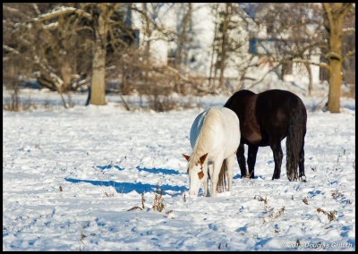 Horses: Black and White-in colour