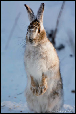 Snowshoe Hare