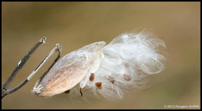 Milkweed