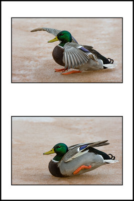 Mallard landing on ice