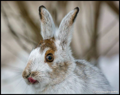 Snowshoe Hare