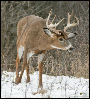 White-tailed Deer 