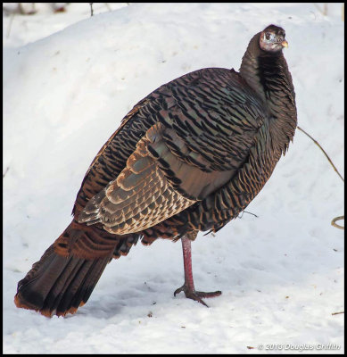 Wild Turkey (Eastern Female)