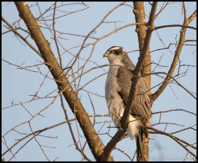 Northern Goshawk (Male)