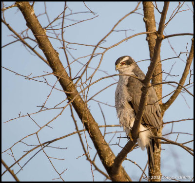 Northern Goshawk (Male)