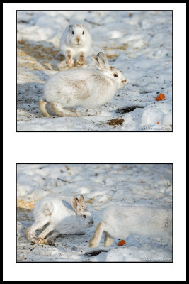 Snowshoe Hares (Aggression)