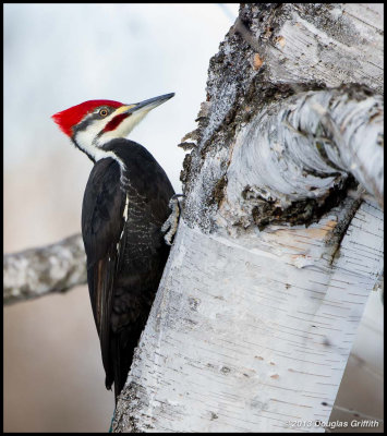 Pileated Woodpecker (Male)