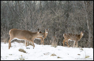 White-tailed Deer 