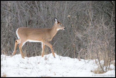 White-tailed Deer (The Baby)