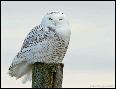 Snowy Owl 