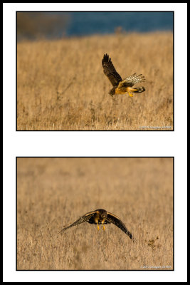 Northern Harrier Hunting