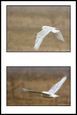 Snowy Owl