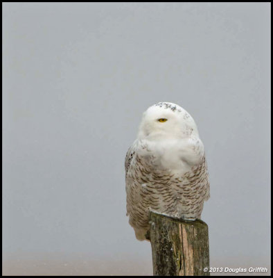 Snowy Owl