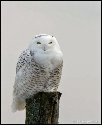 Snowy Owl