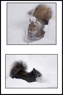 Eastern Gray Squirrel Variants