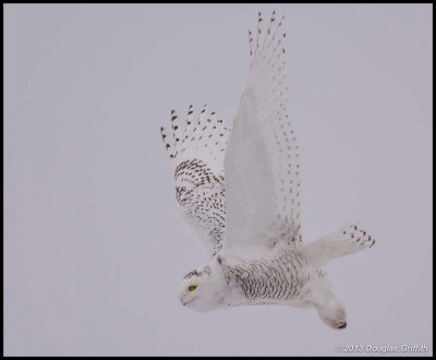 Snowy Owl