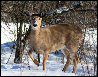 White-tailed Deer (Female)