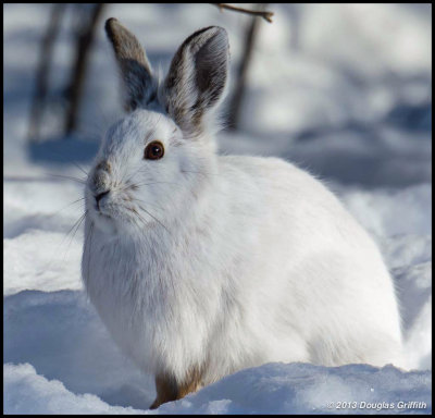 Snowshoe Hare