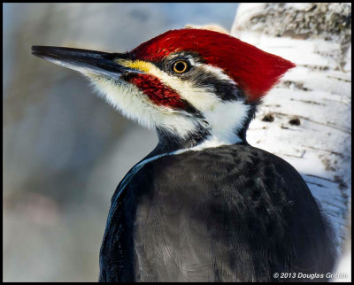 Portrait of a Male Pileated Woodpecker