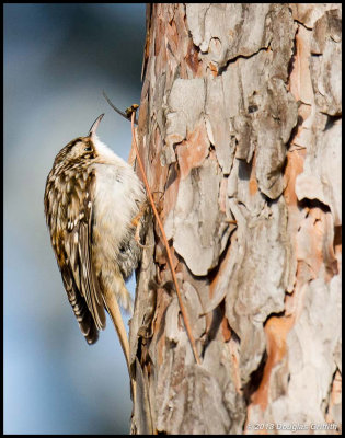  Brown Creeper 