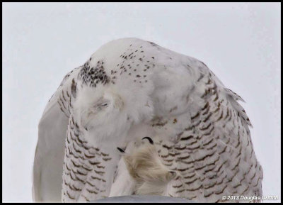 Snowy Owl