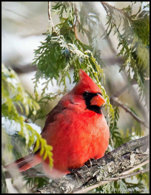 Northern Cardinal (Male)