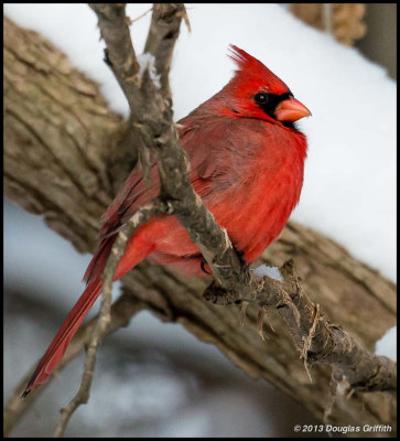 Northern Cardinal (Male)