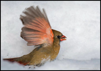 Northern Cardinal (Female)