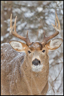 White-tailed Deer (10 Point Buck)