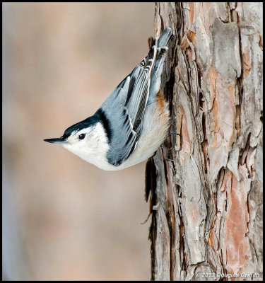 White-breasted Nuthatch