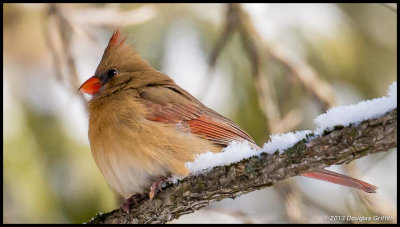 Northern Cardinal (Female)