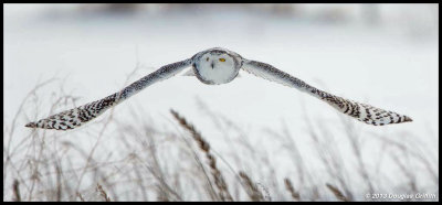 Snowy Owl