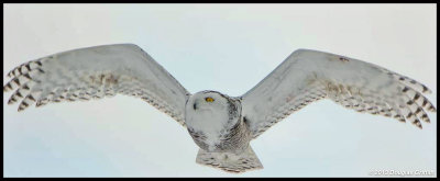 Snowy Owl