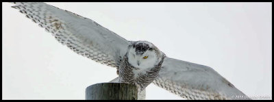 Snowy Owl