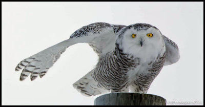 Snowy Owl