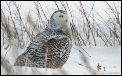 Snowy Owl