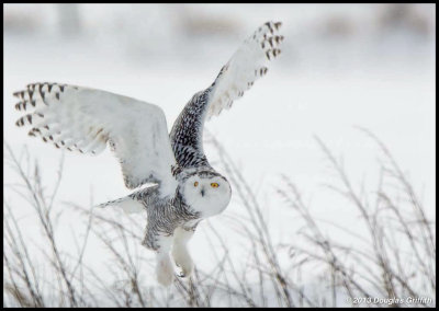 Snowy Owl