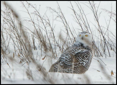 Snowy Owl