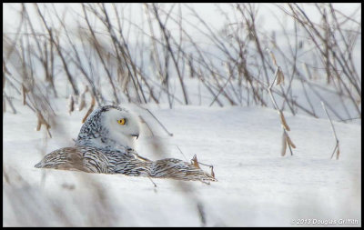 Snowy Owl 