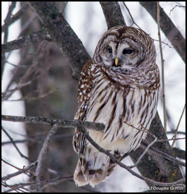 Barred Owl