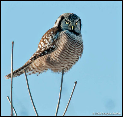 Northern Hawk Owl