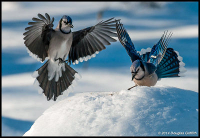 Blue Jay Agression Series 2